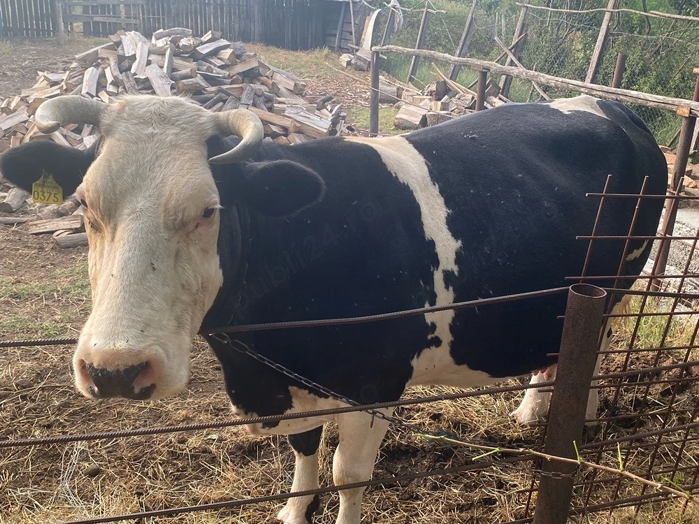  Vaca holstein de vanzare, gestatie 8 luni