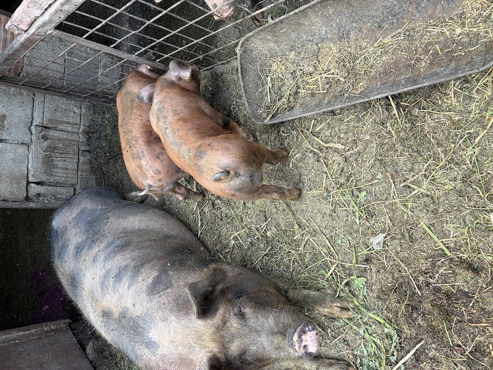 Purcei duroc