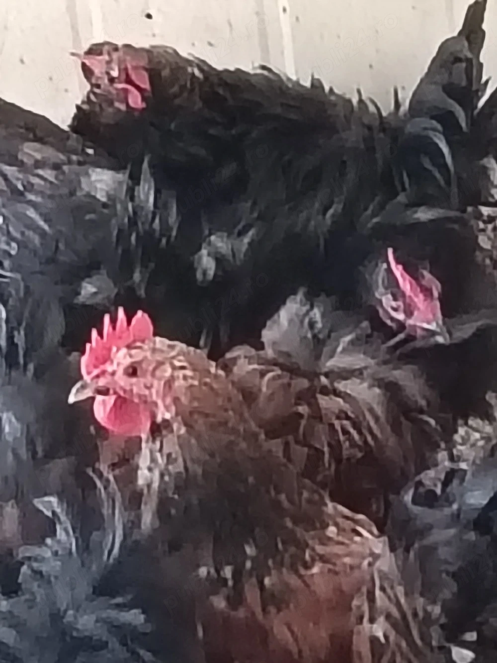 cocoși pitici 