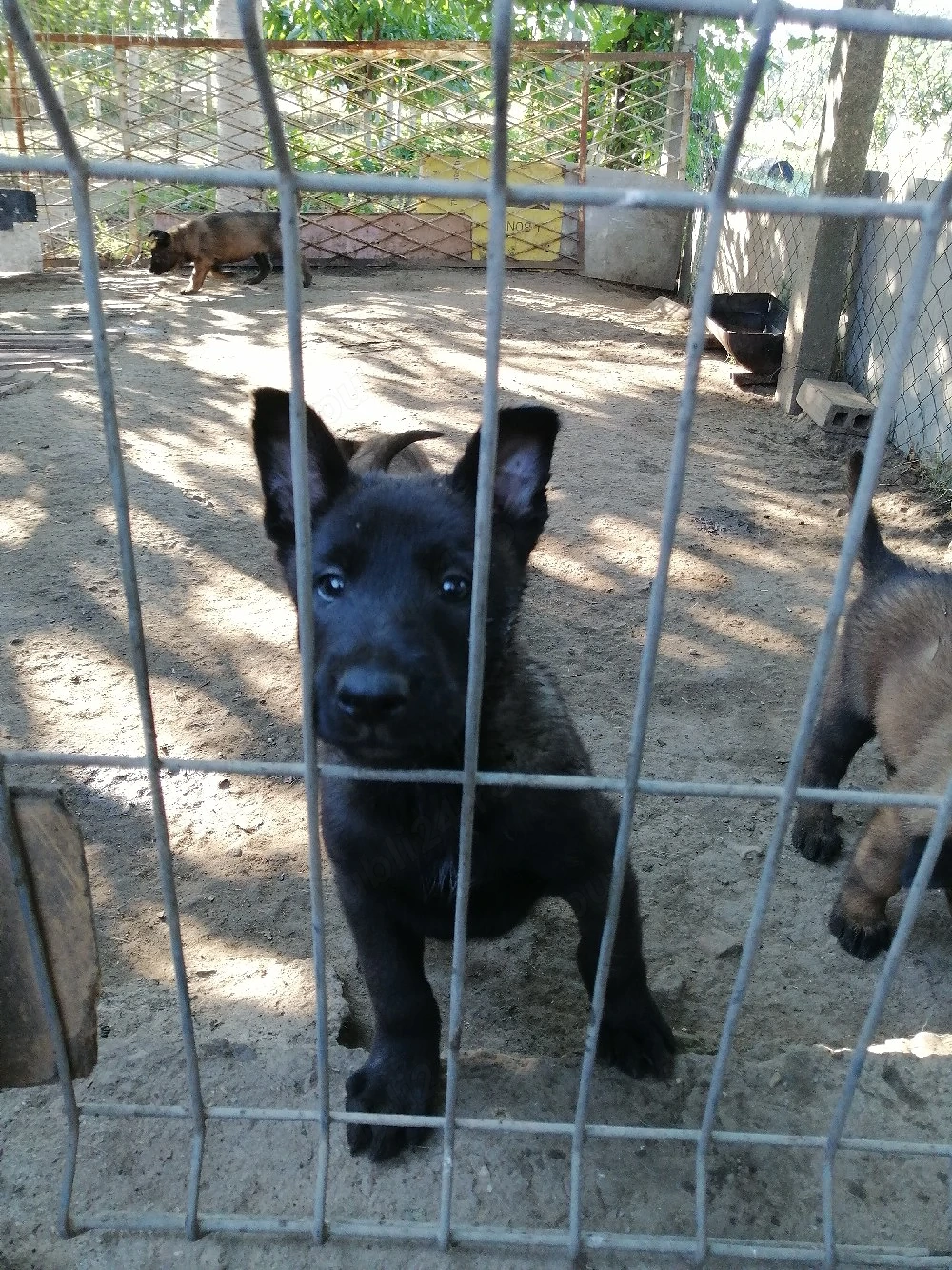 Căței ciobănesc belgian malinois 