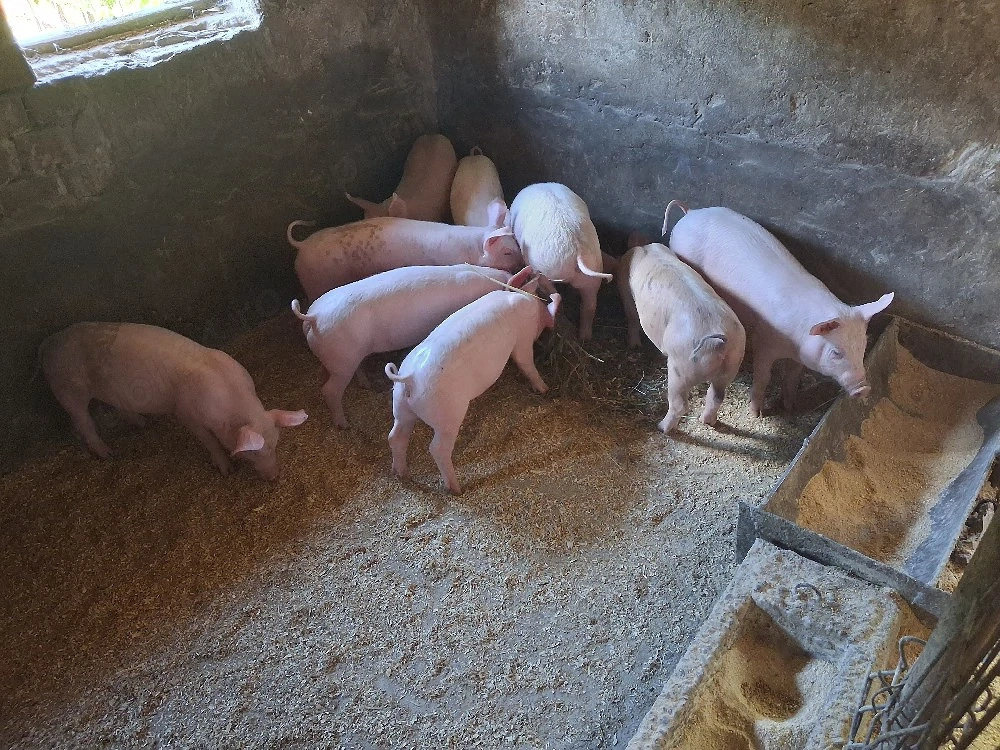 Purcei de vânzare 