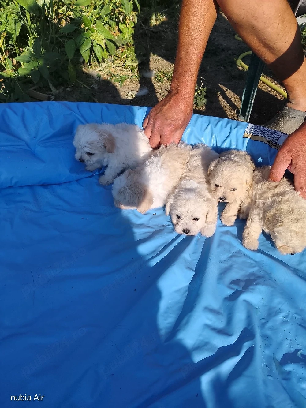 Animale de companie