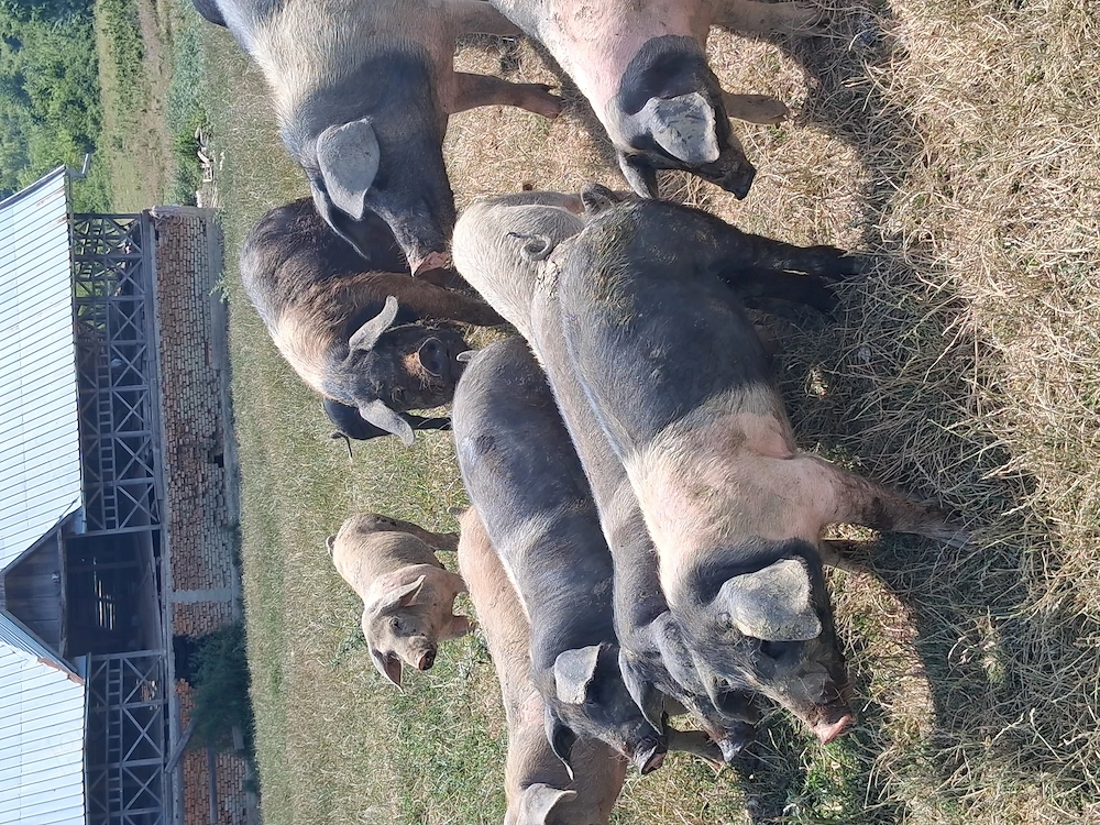 Porci purcei de vanzare