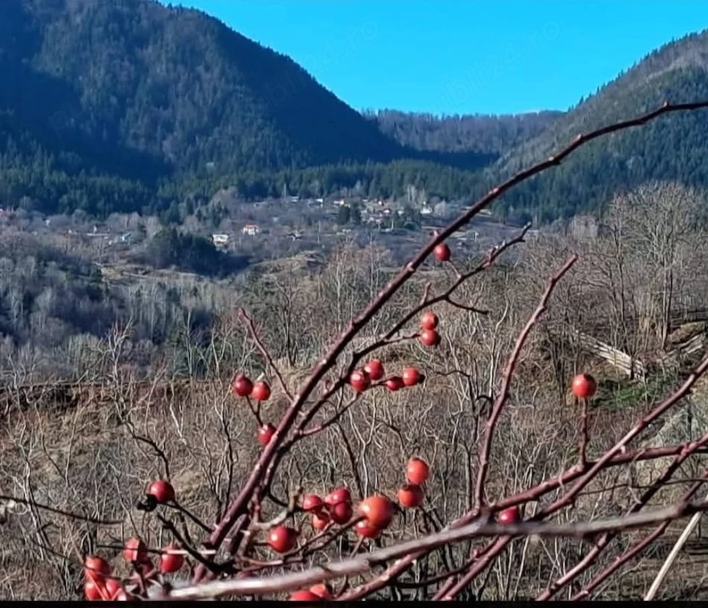Vand teren 1000 m.p., Comuna Vintileasca sat Neculele, zona de munte a jud Vrancea