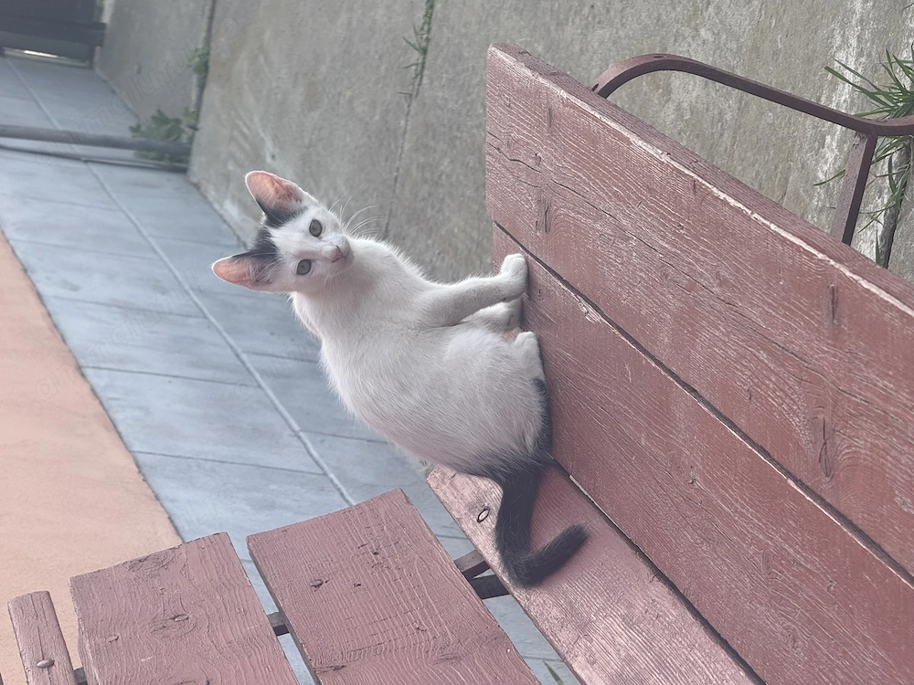 Motan simpatic isi cauta stapan nou (ADOPTIE)