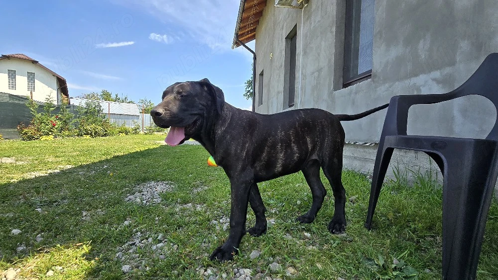 Mascul presa canario