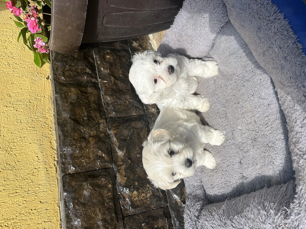 Bichon Maltez, fetița și băiețel 
