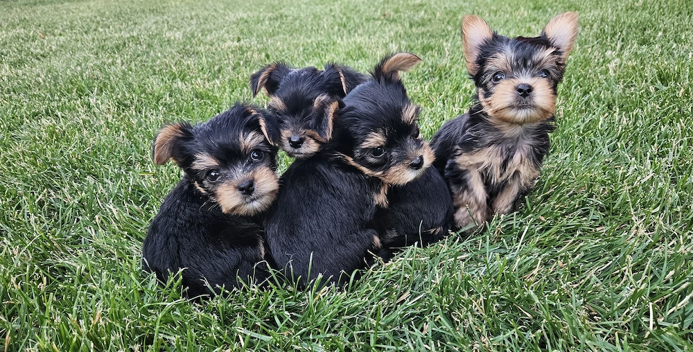 Pui Yorkshire Terrier de vanzare - 4 masculi