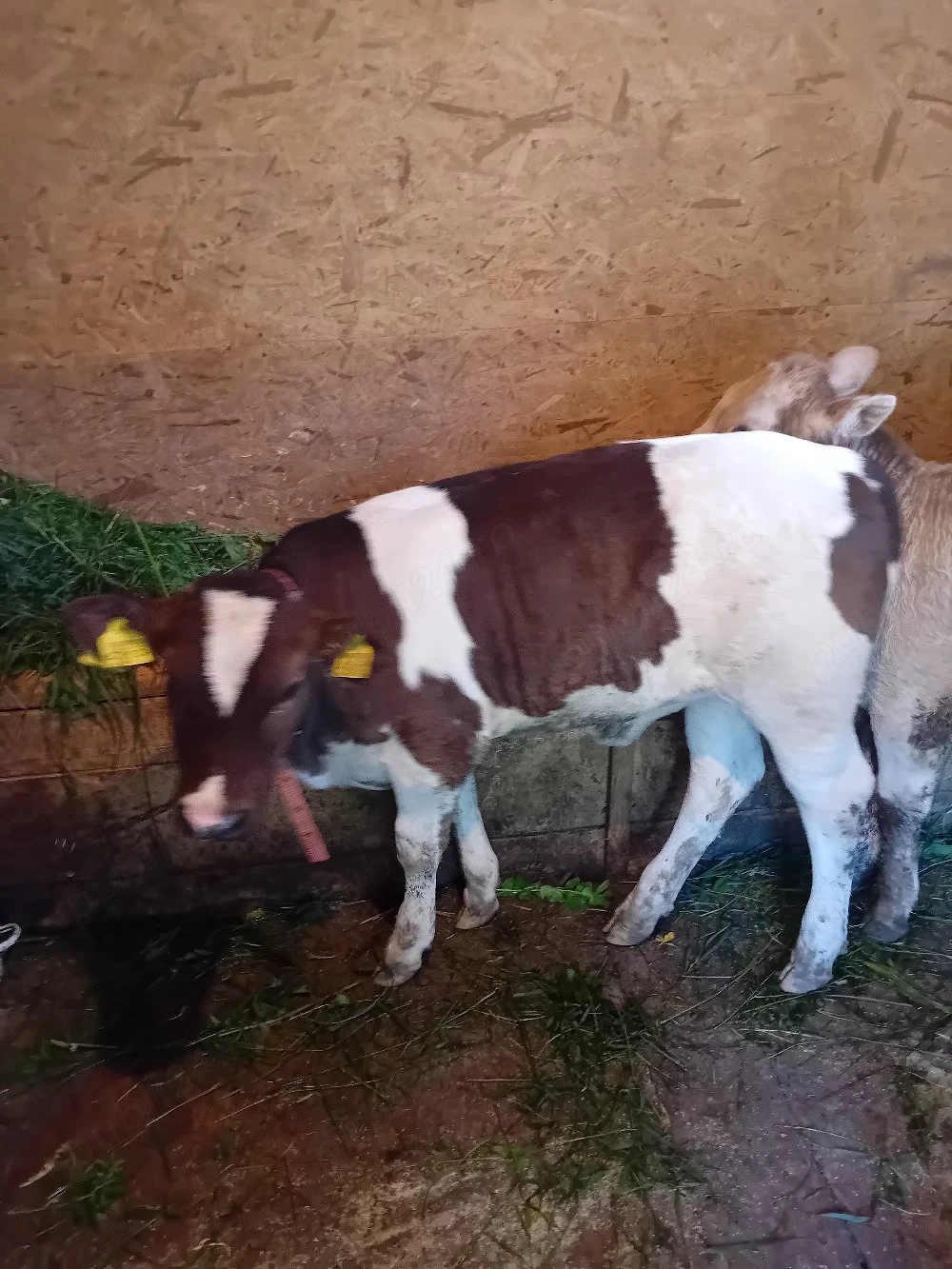 vand vitica foarte grasa buna pentru prasila sau sacrificat