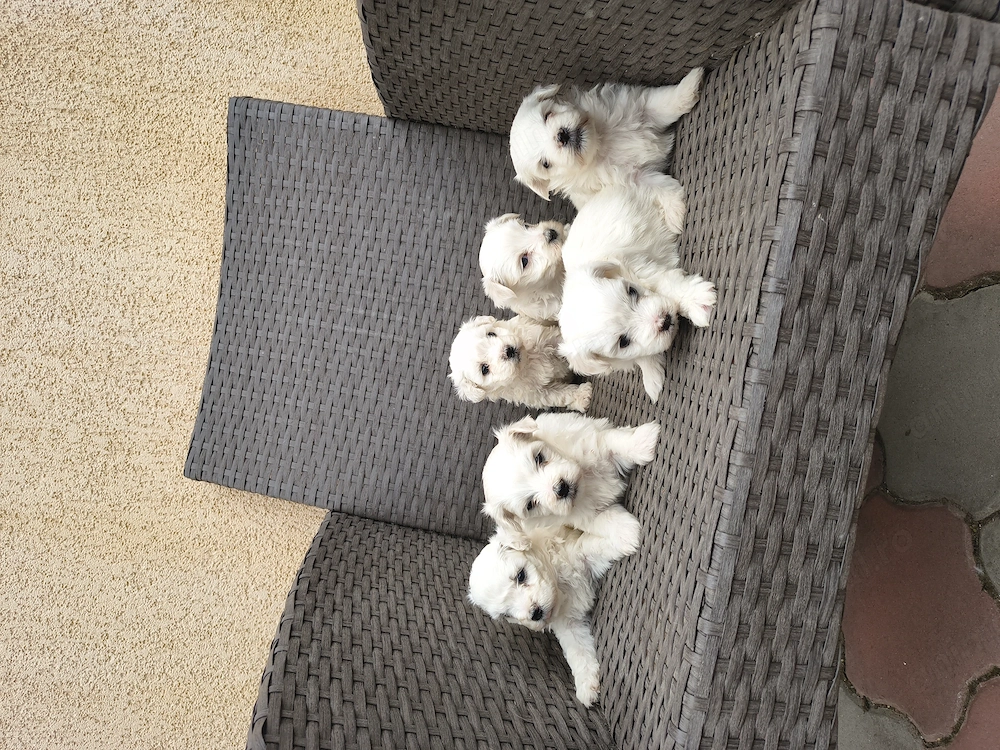 Bichon Bologneze 