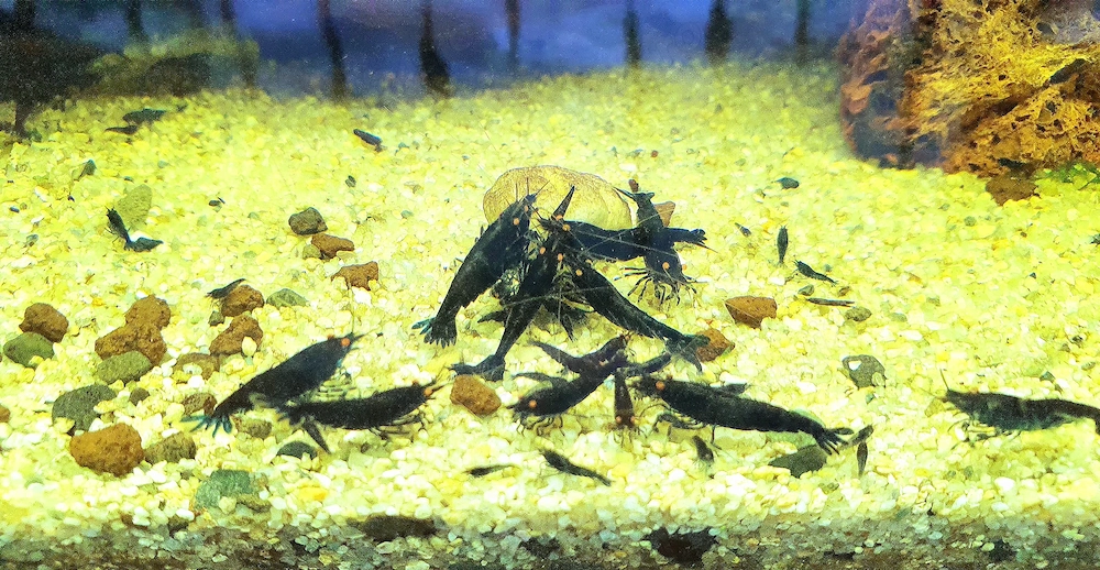 Creveti Caridina cu ochi portocalii