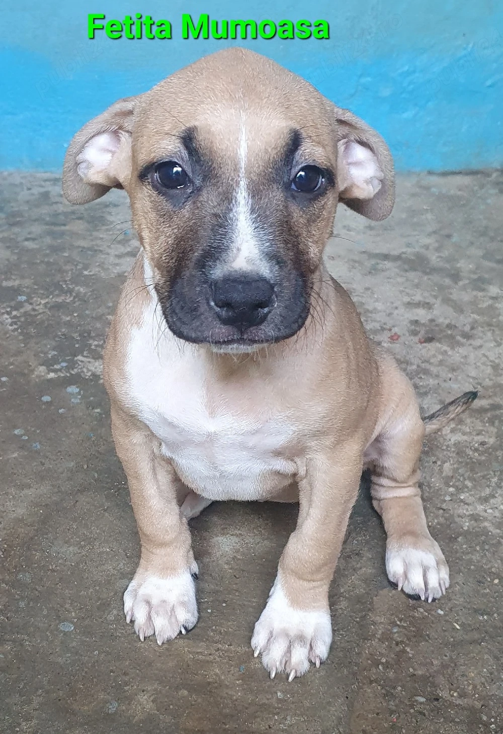Fetita mumoasa Amstaff