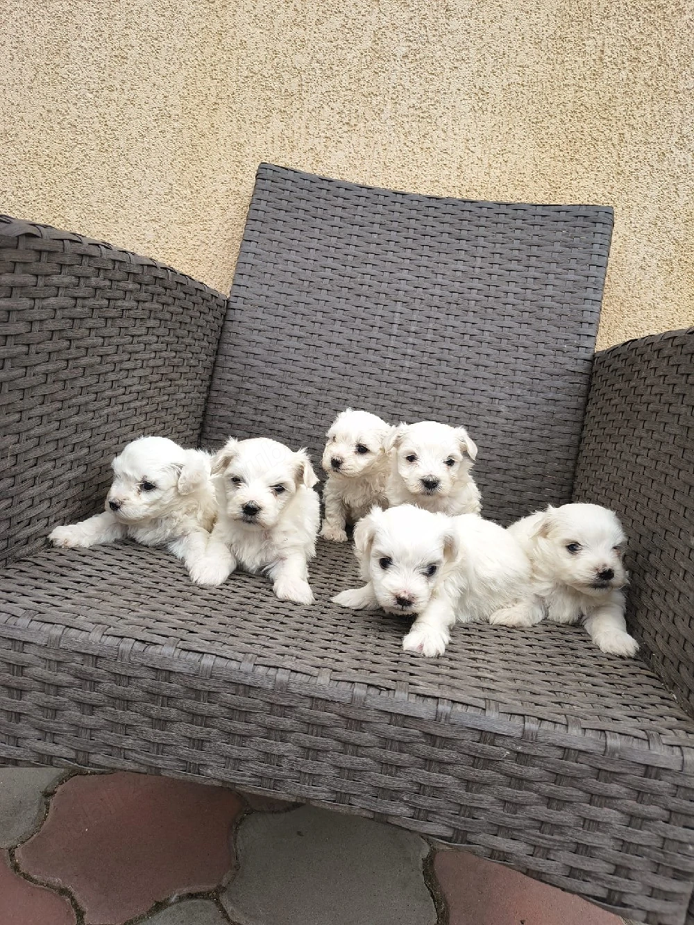 căței bichon frumoși 