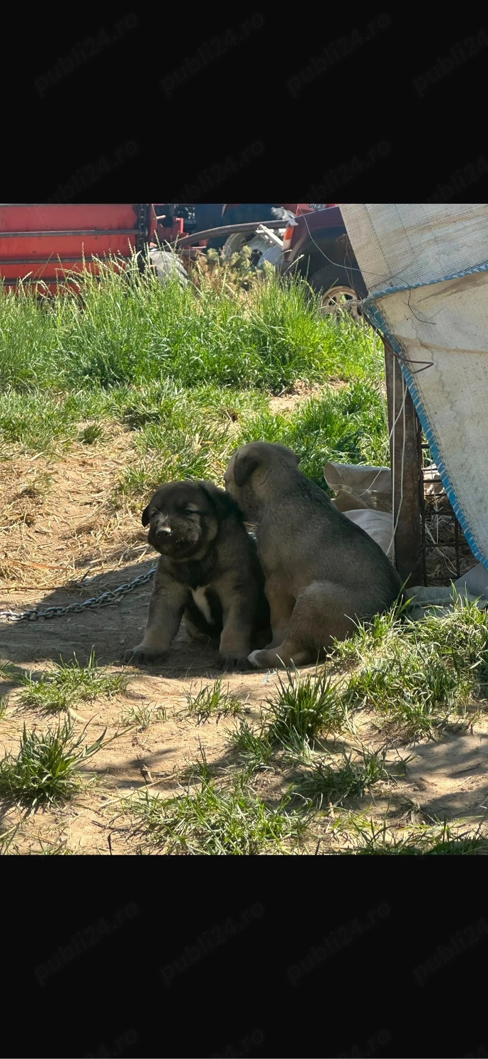 Catei Kangal
