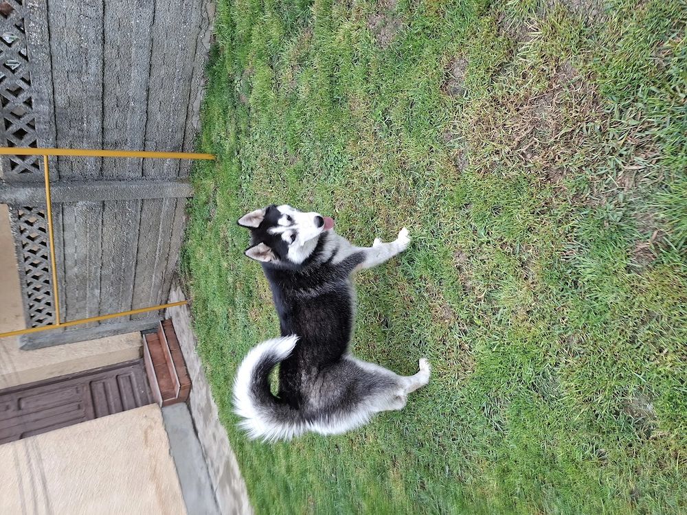 Donez Husky Siberian, rasa pura, ochi albastri, in varsta de 8 luni, deosebit de frumos si inteligen