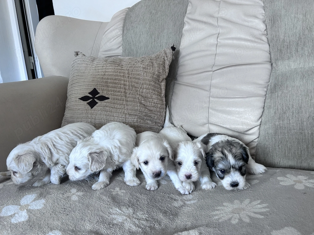 Puiuți bichon de vânzare 