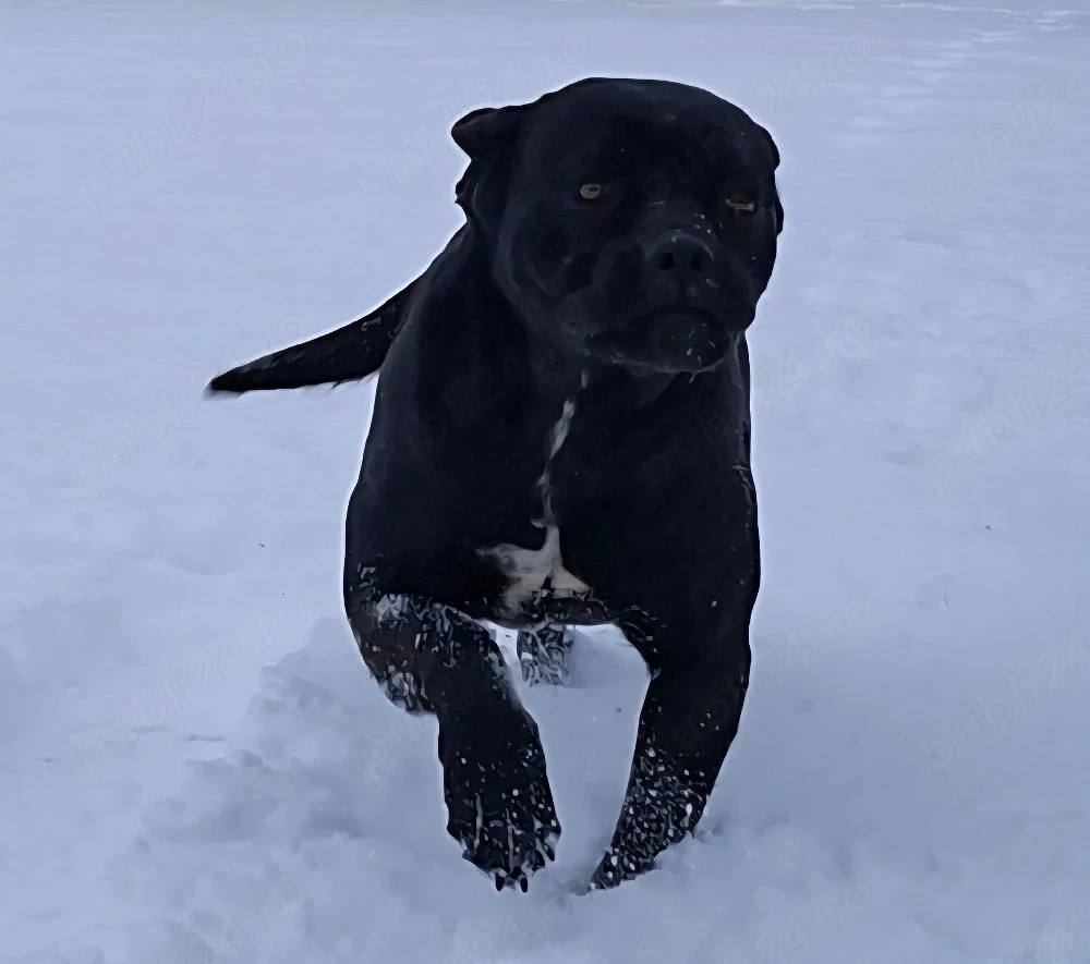 caine cane corso