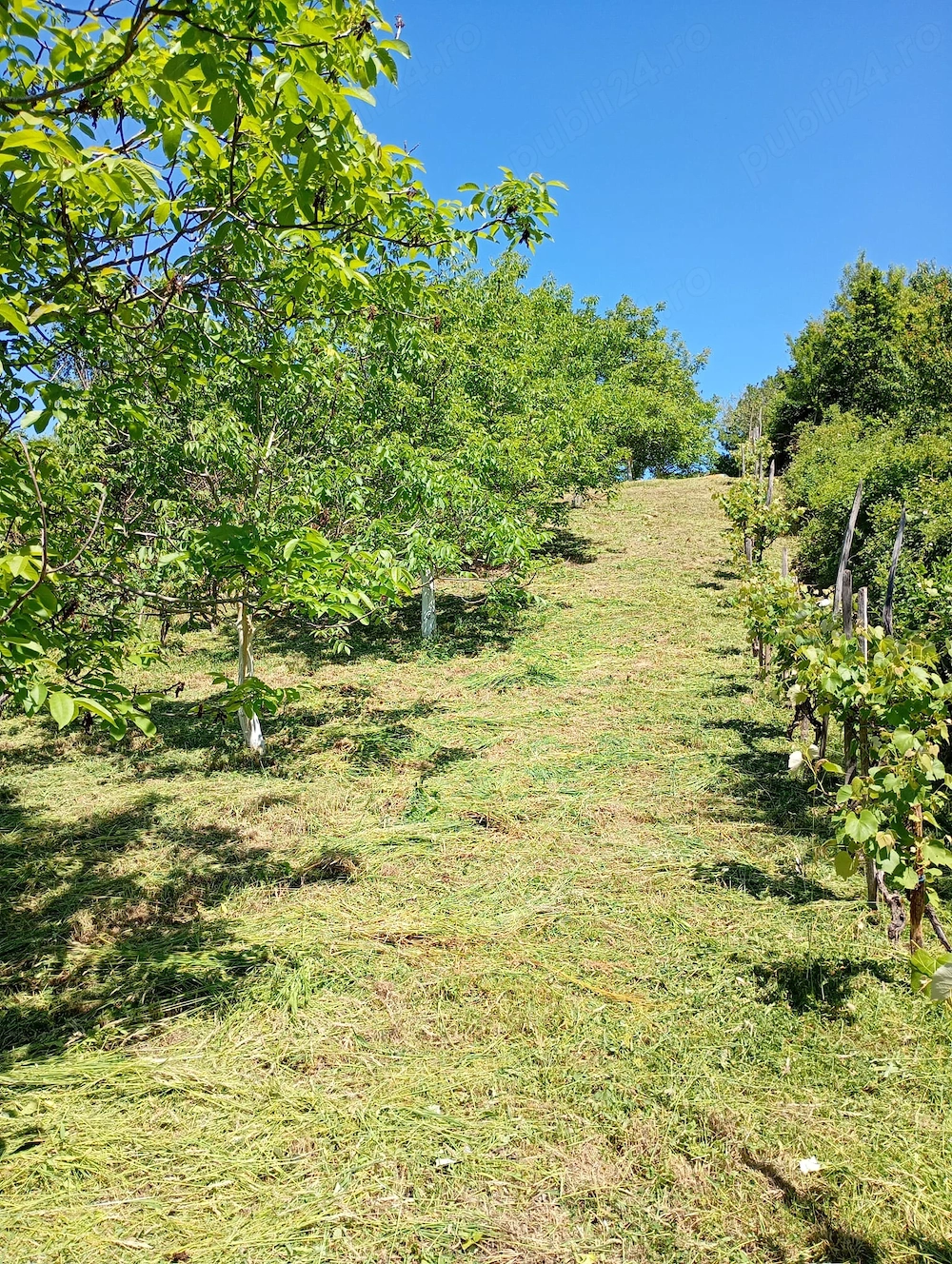 Vând teren Cicarlau, Maramures