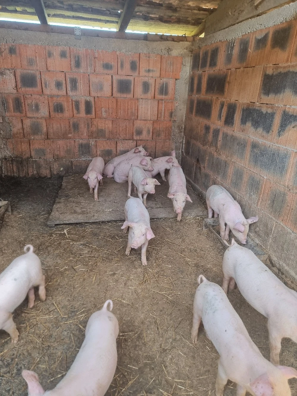 disponibili 9 din 12