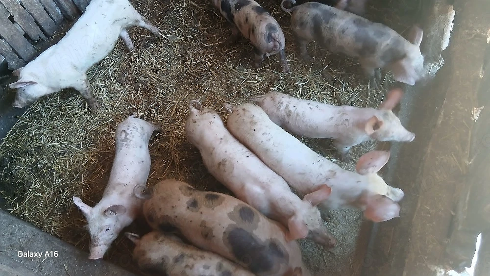 De vânzare purceii  