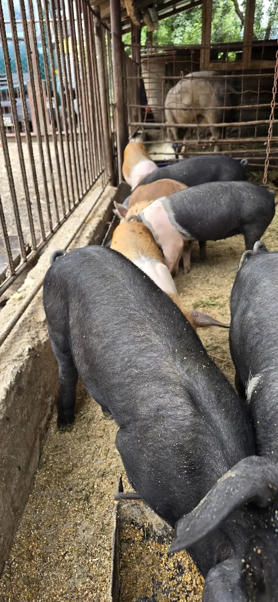 Vand purcei duroc si bazna 