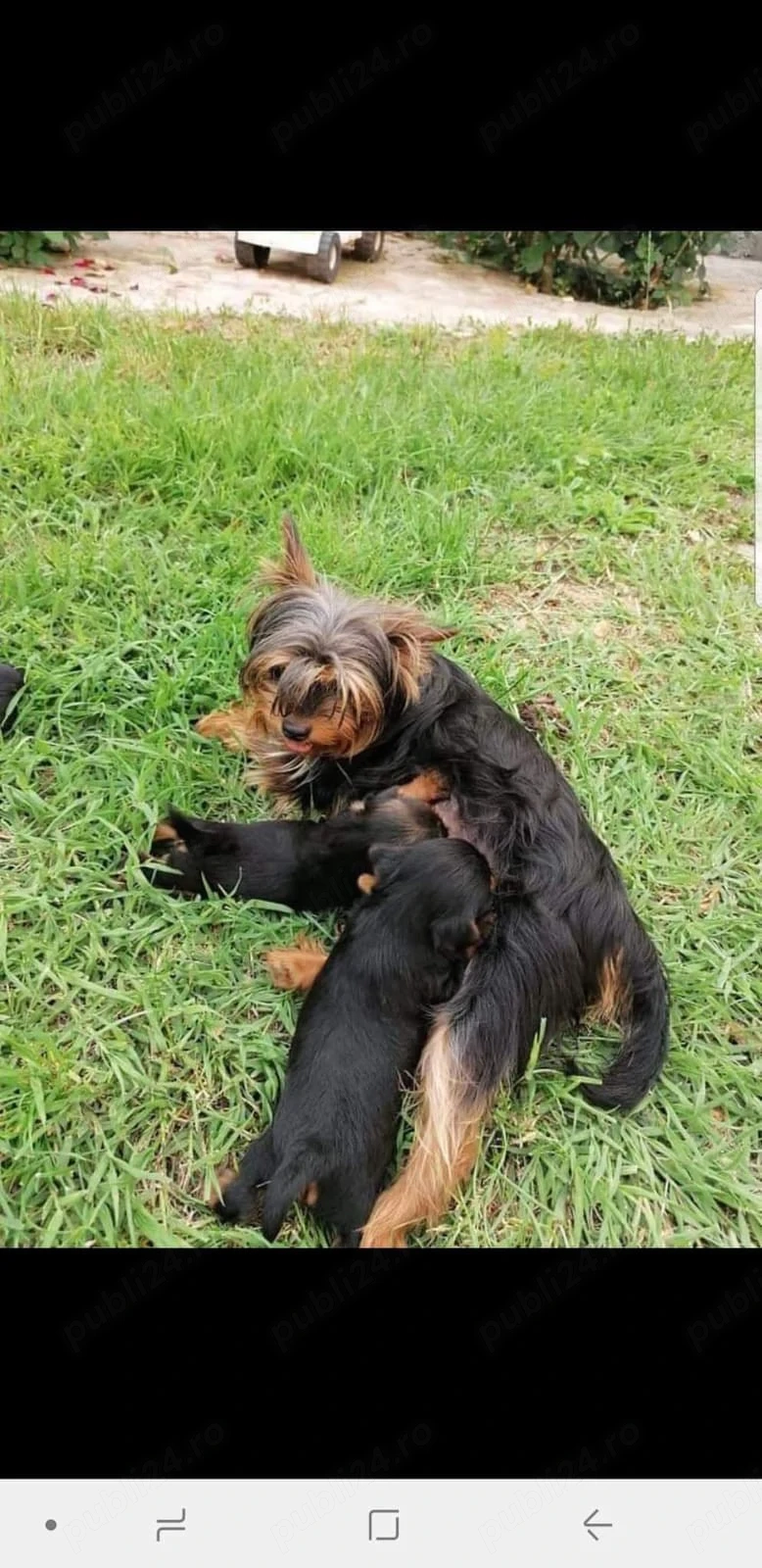 Vand yorkshire terrier