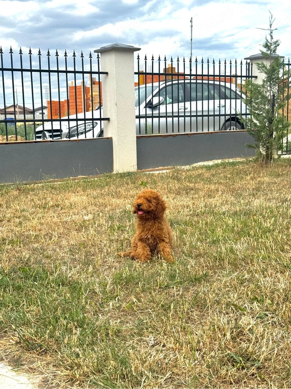 Pudel Red (Roșcat)   Băiețel rasă pură disponibil 
