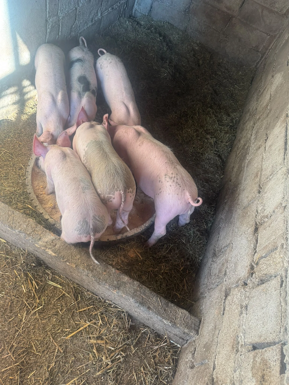 Vand purcei 8 saptamani