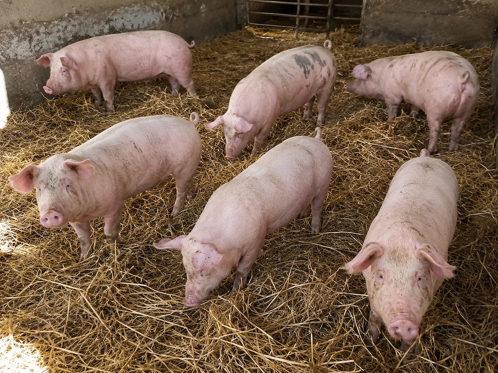 Porci grași și purcei de vanzare