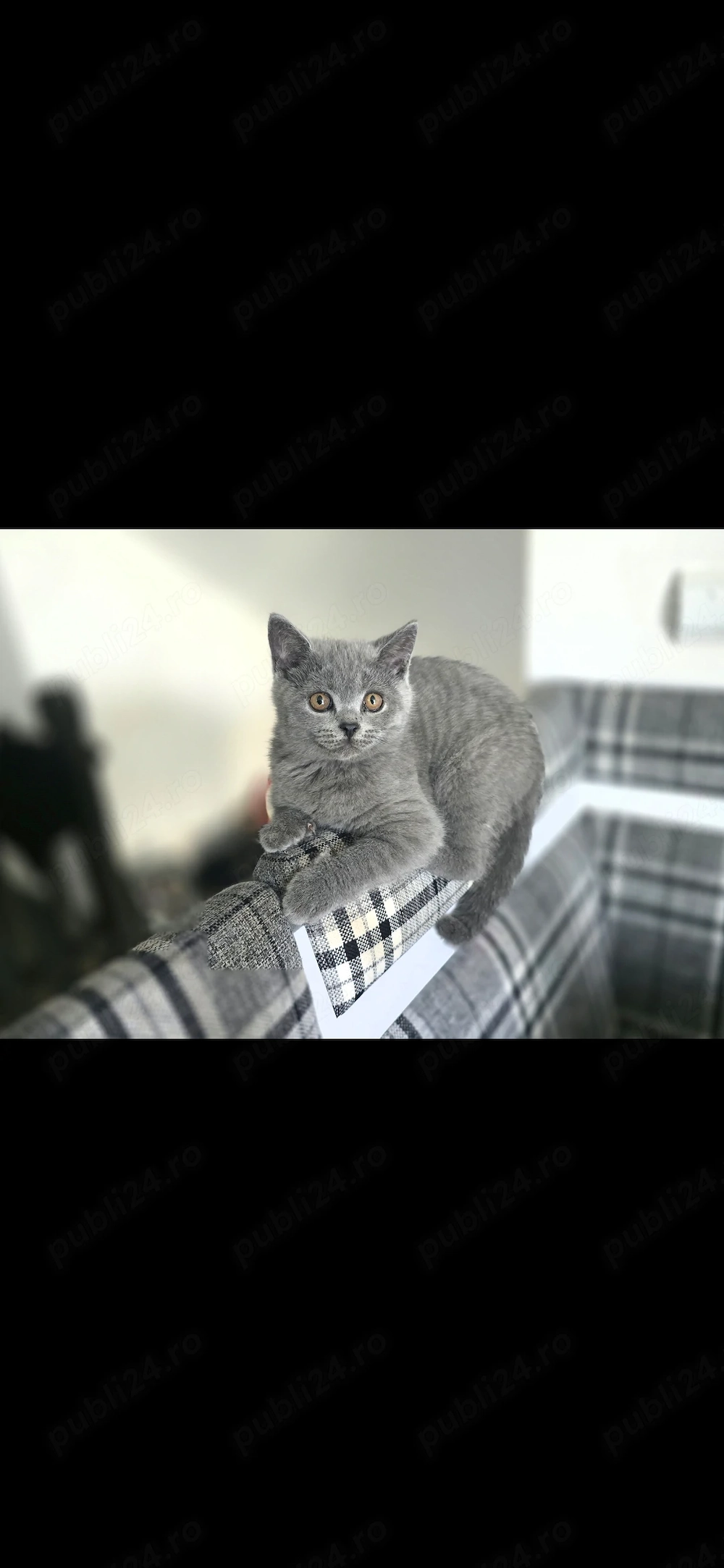 Pisica British Shorthair