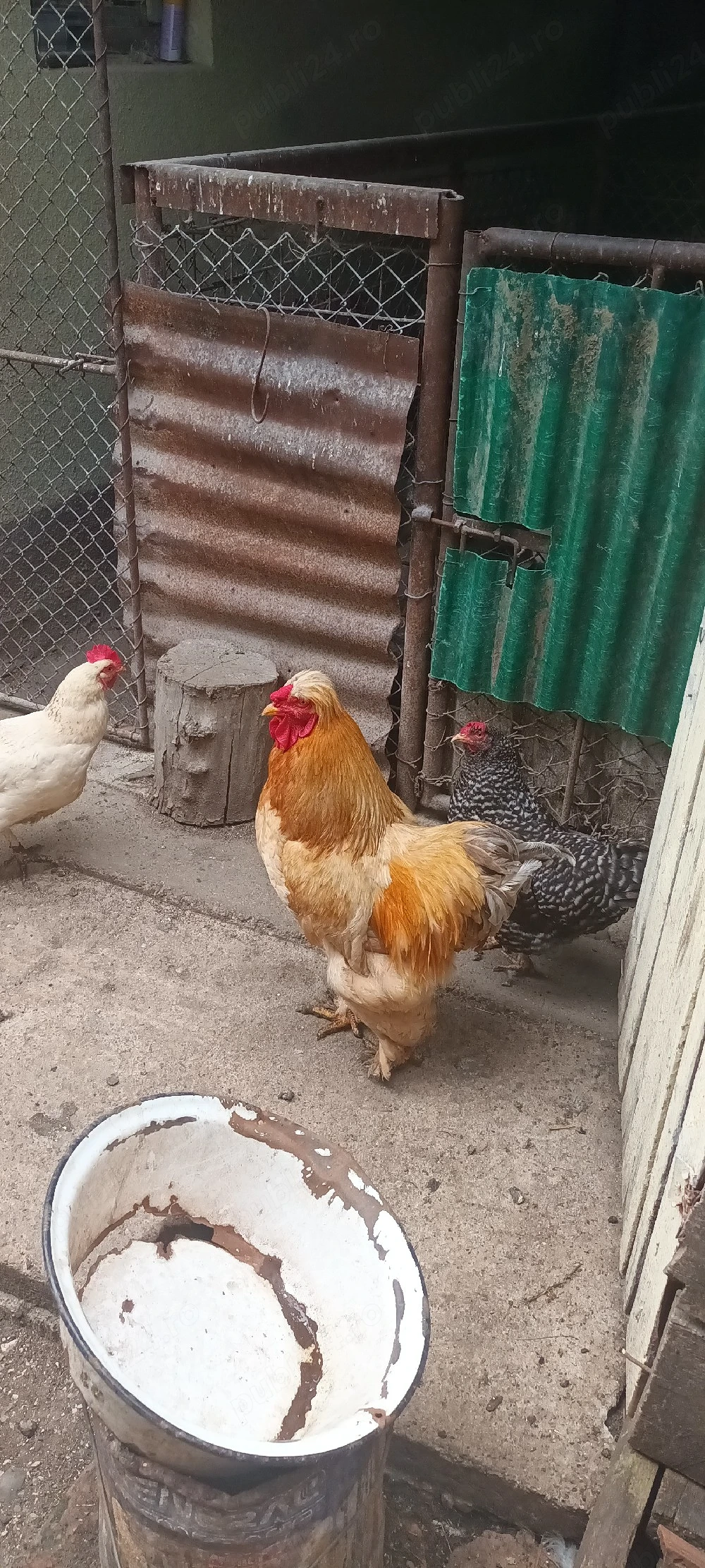 Vând cocoş Cochinchina