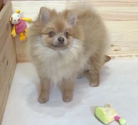 pomeranian deosebit cu pedigree