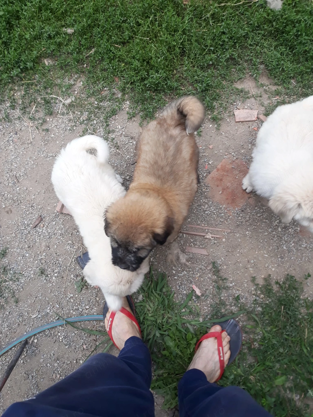 Donez căței 