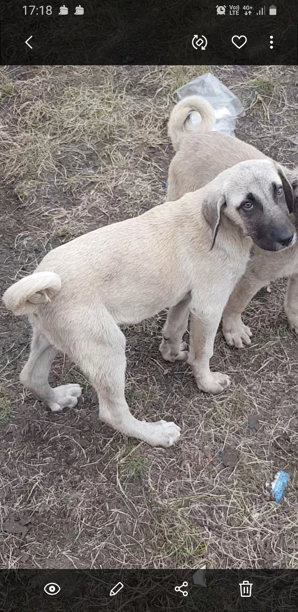 Vand o catelusa de kangal