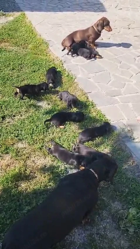 vand catei rasa Teckel. 