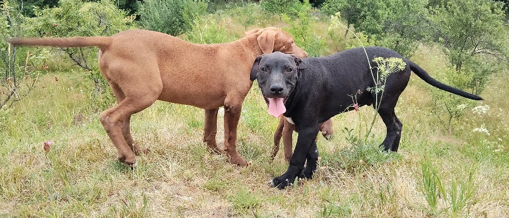 mascul Amstaff 