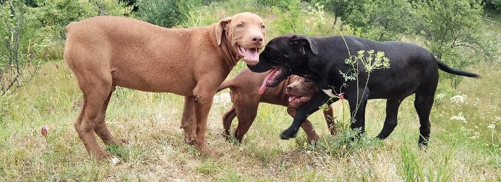 femelă rednose și mascul