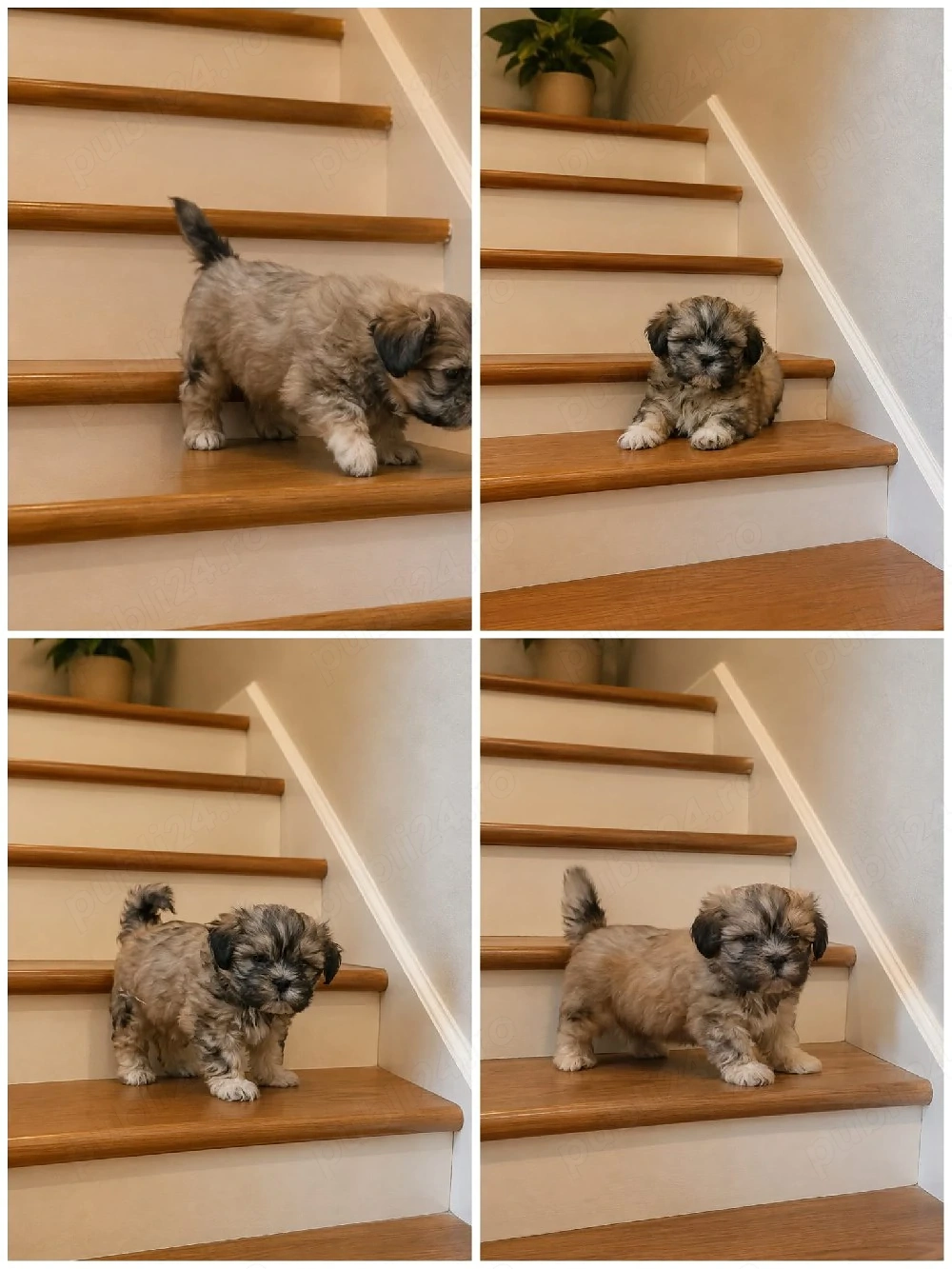 băiat shih tzu ajut cu transport in țară 