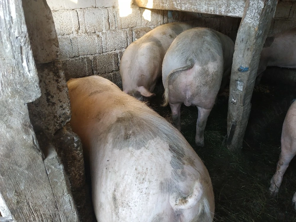 Vand porc.200-250kg