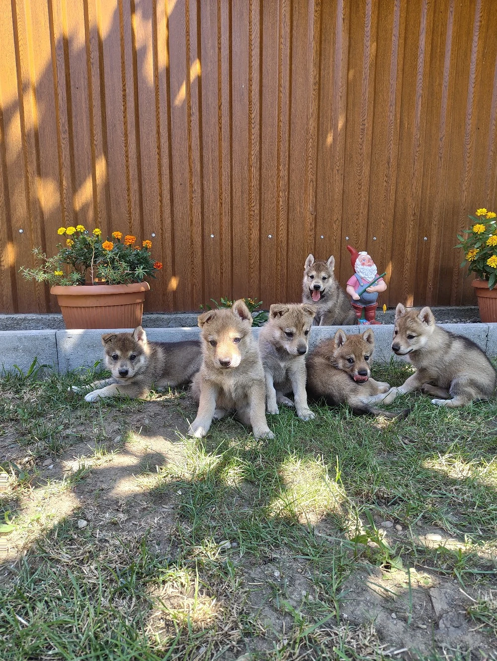 Pui Câine Lup Cehoslovac de vânzare