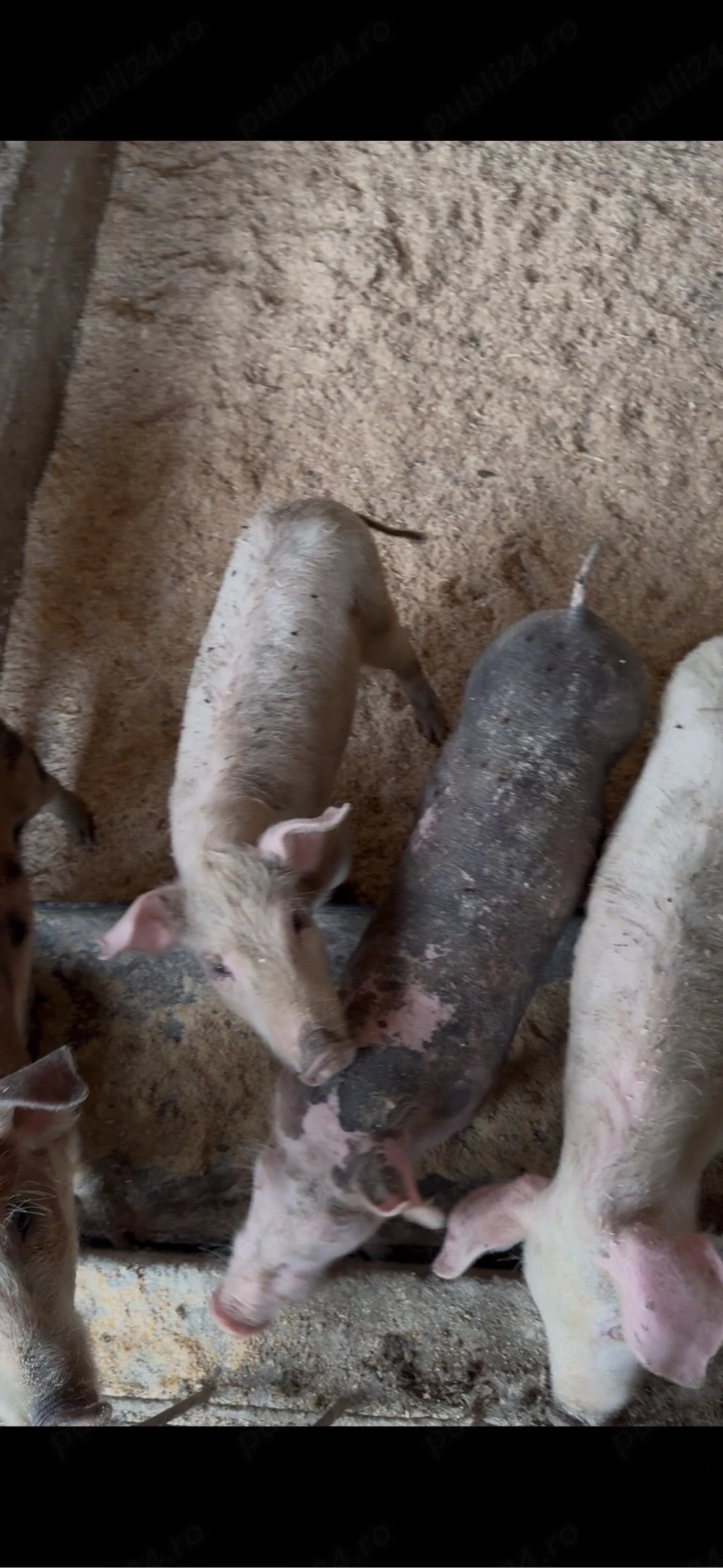 purcei metis landrace si duroc 