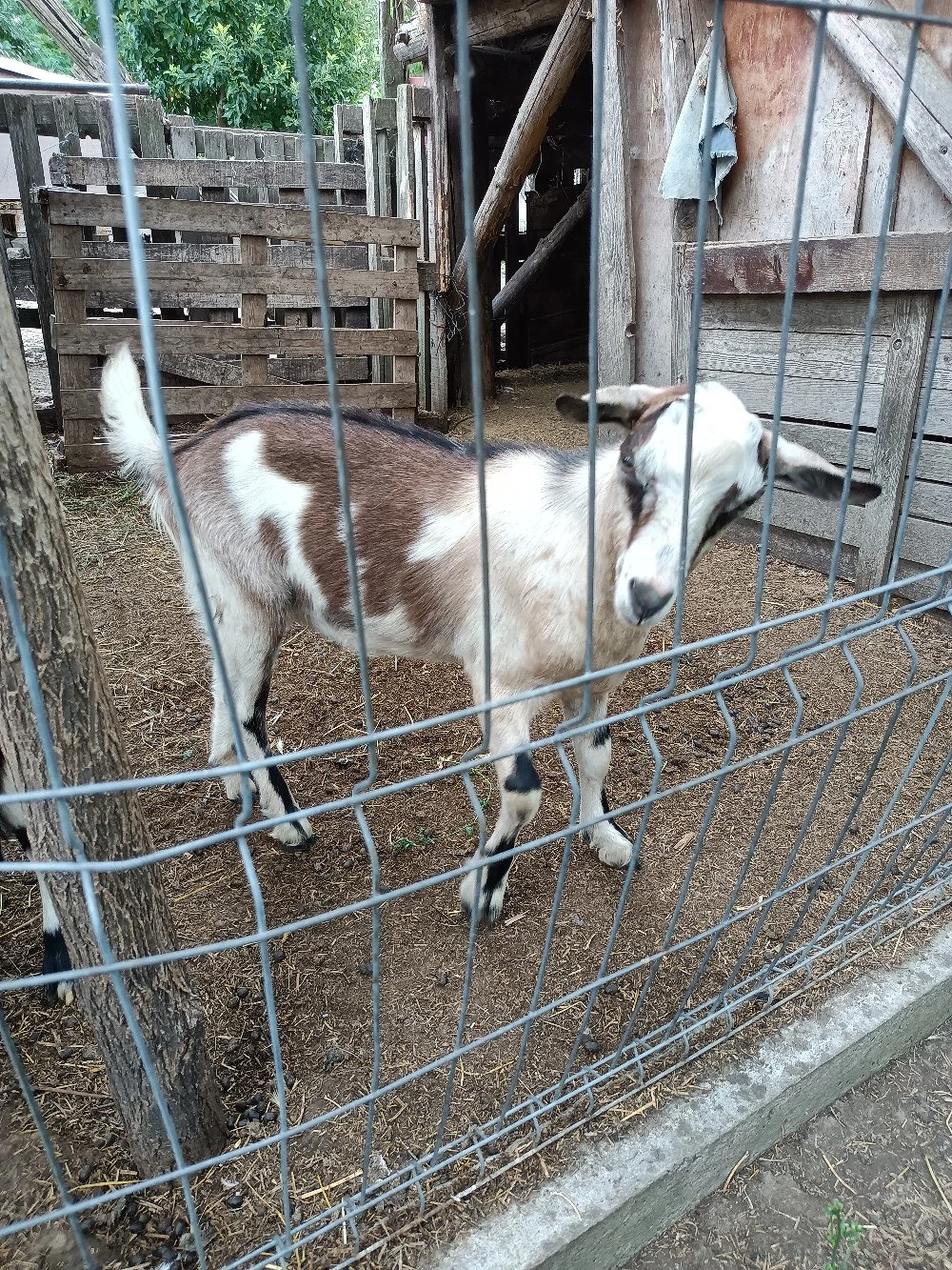 vand 2 țapi buni de monta 