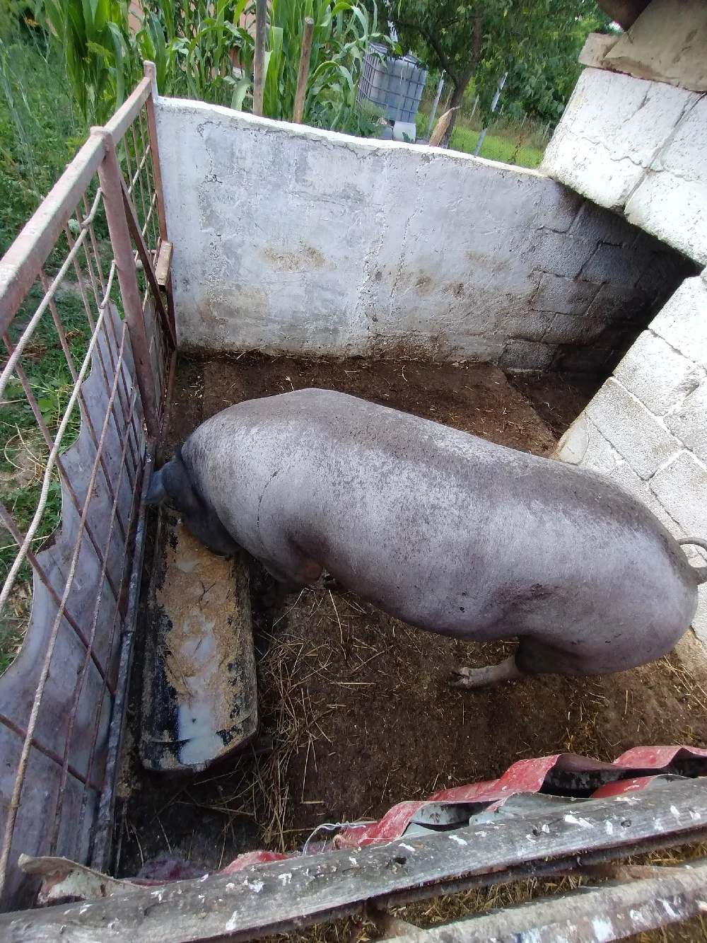 Vând porc de carne 