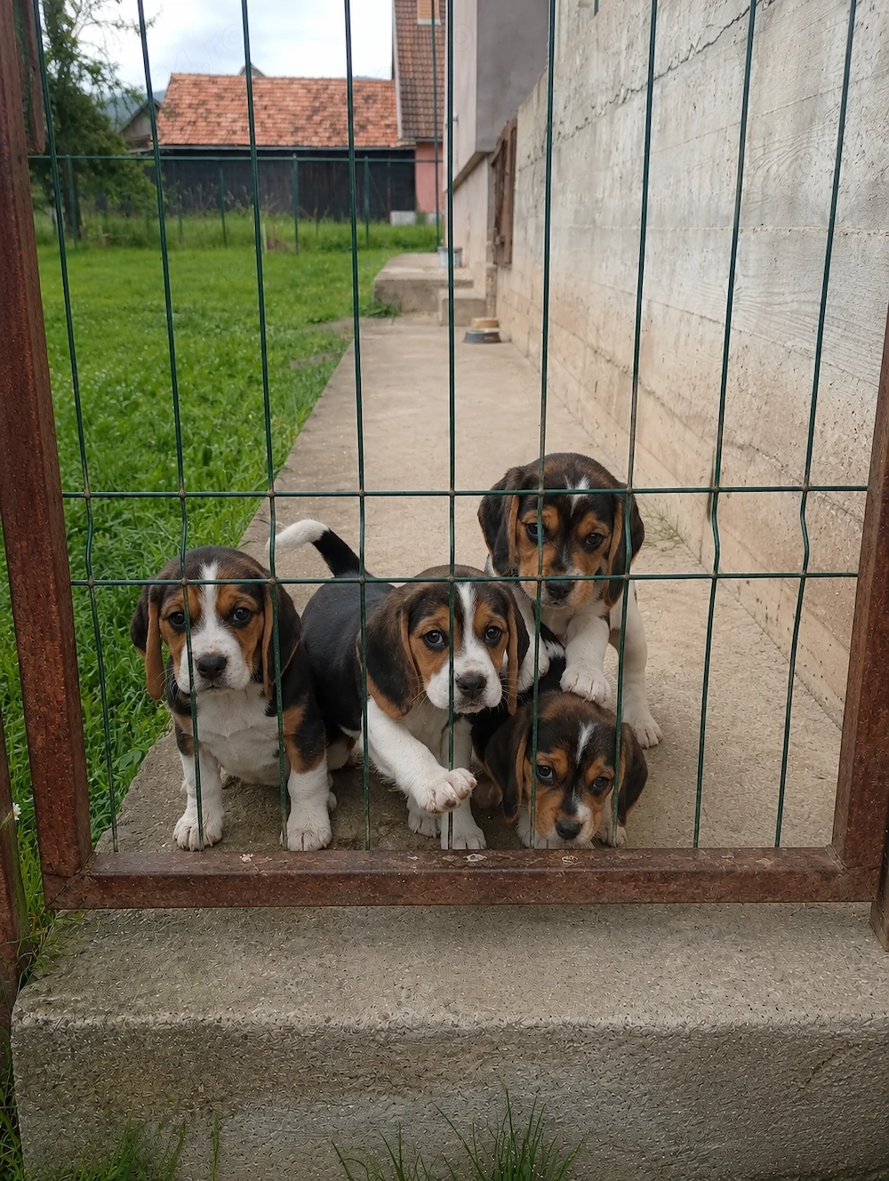 Beagle tricolori