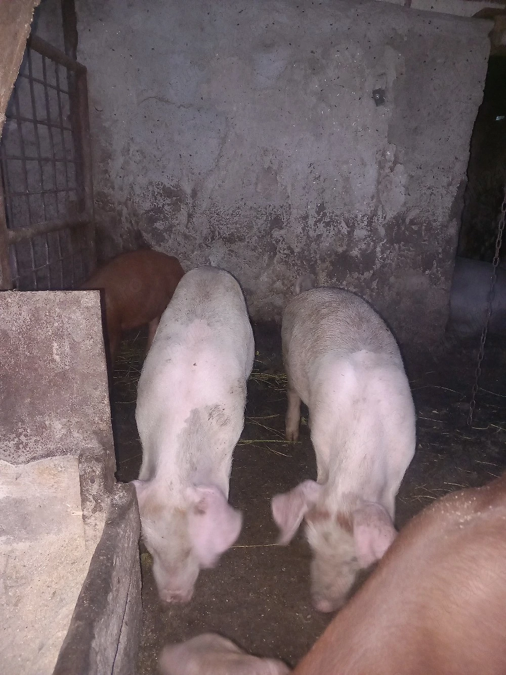 purcei de vanzare