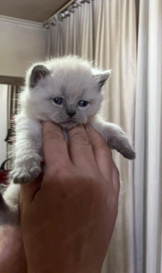 British shorthair colorpoint 