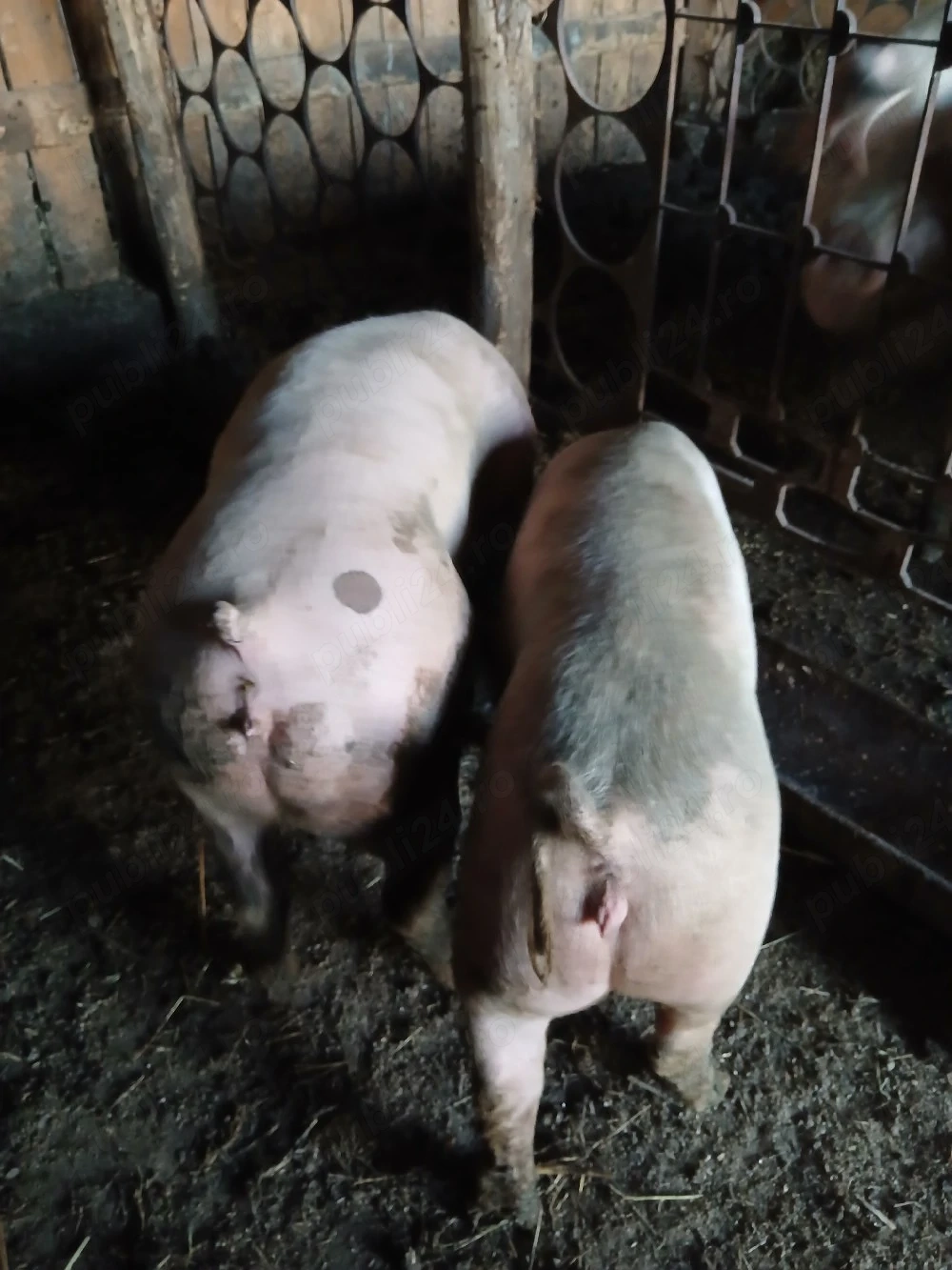 porci soldani