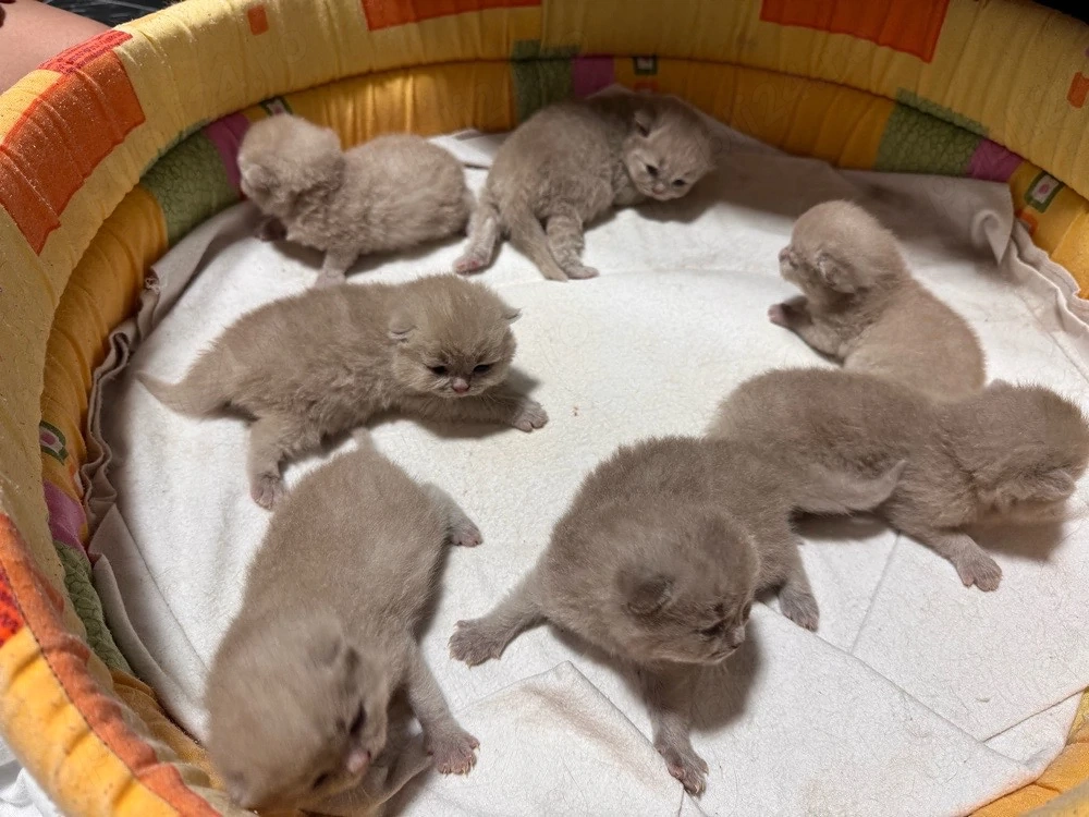 Pui pisica british shorthair lilac
