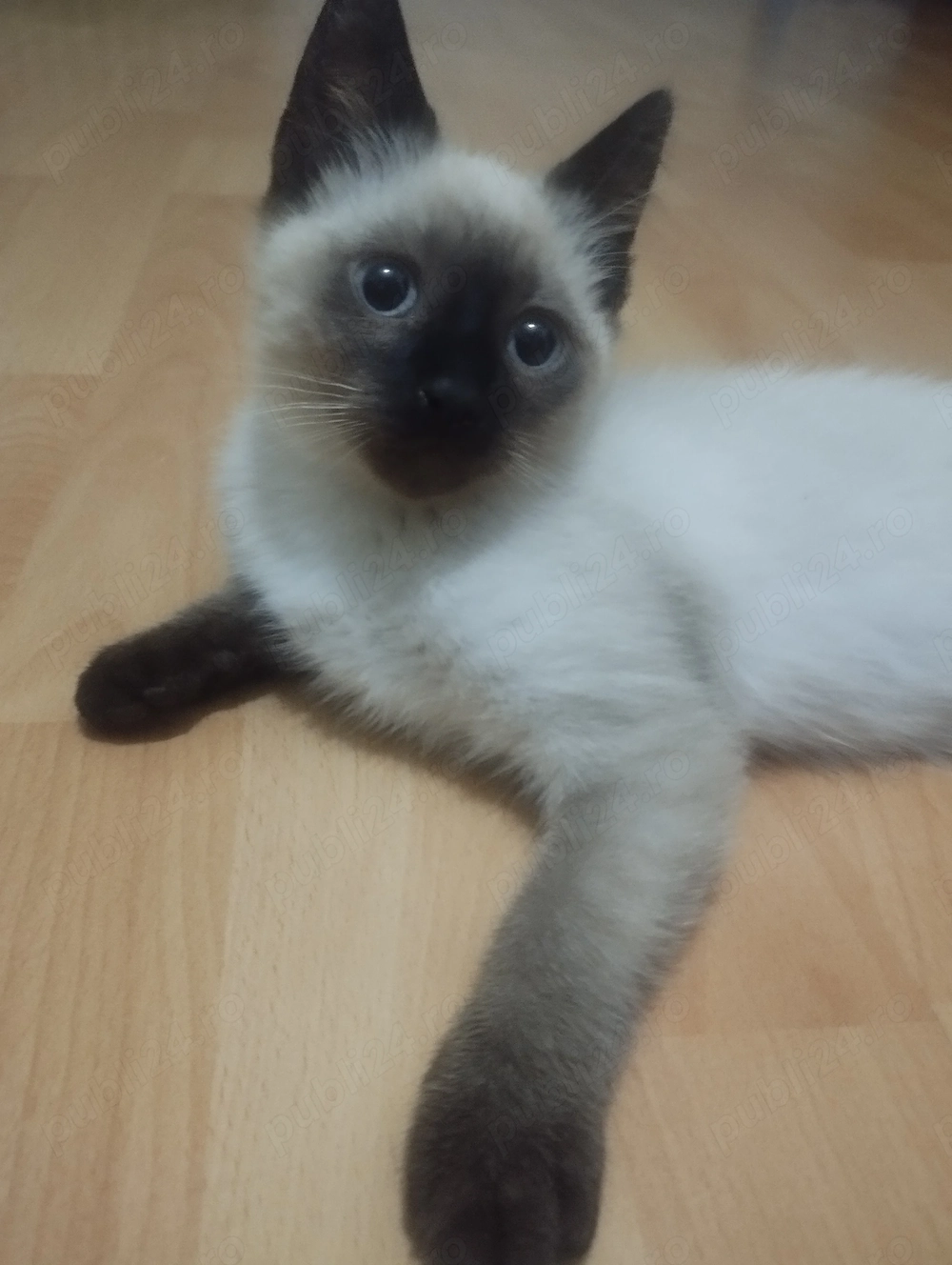Pisic siamez