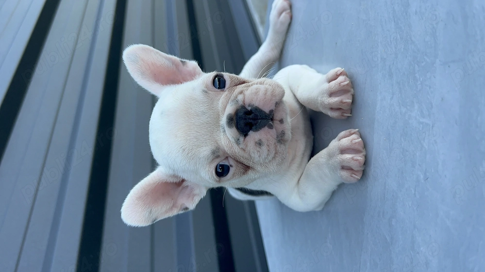 Bulldog francez buldog 